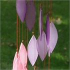 Leaf Spiral, blossom